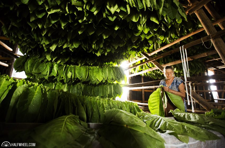  Report: Fertilizer Shortage Means Cuba’s Tobacco Crop Will be Smaller