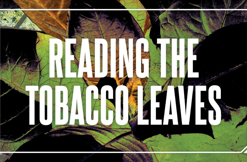  Reading The Tobacco Leaves