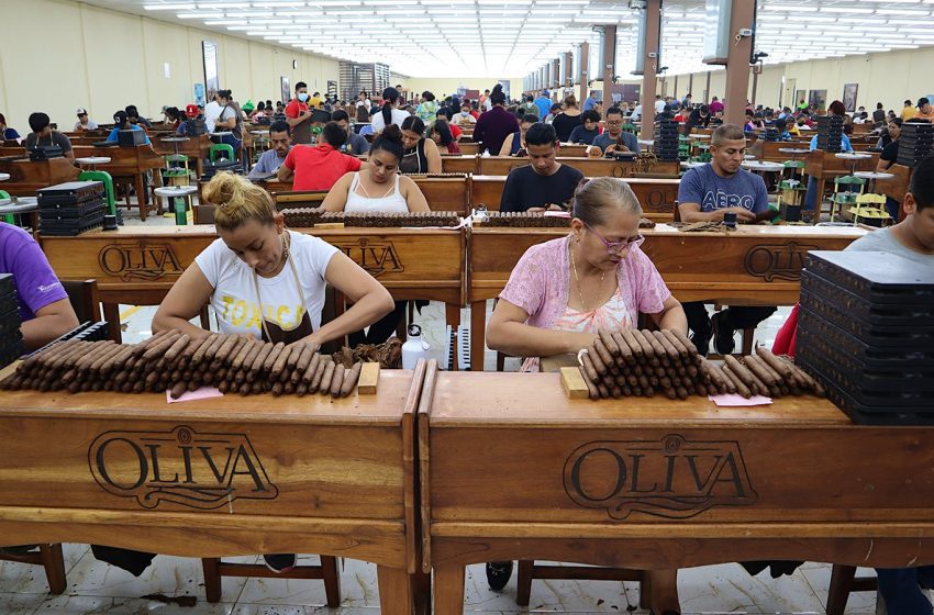 Touring The Factory And Fields Of Oliva | Cigar Aficionado